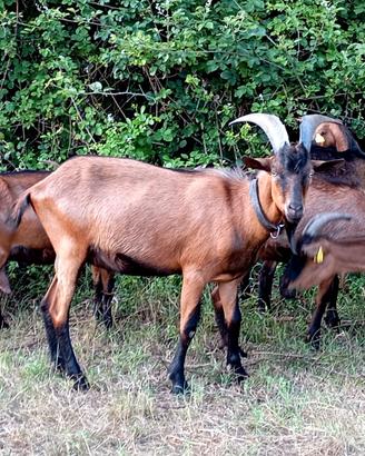 Becco Camosciata delle Alpi