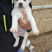 Pastore dell'Asia Centrale Turmeni