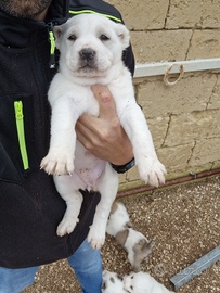 Pastore dell'Asia Centrale Turmeni