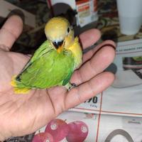 Pulli di inseparabili