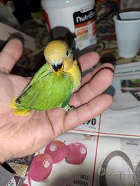 Pulli di inseparabili