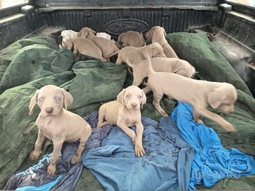 Weimaraner