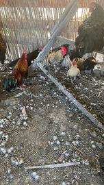 Galletti di piccola Taglia