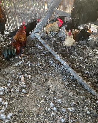 Galletti di piccola Taglia