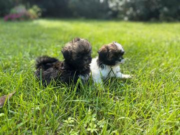 Cuccioli maschio Shitzu