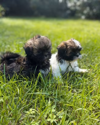 Cuccioli maschio Shitzu