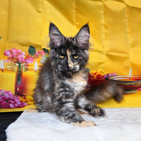 LEGGERE SOTTO Maine Coon Tortie LINEA TOP MONDO