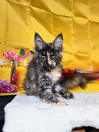 LEGGERE SOTTO Maine Coon Tortie LINEA TOP MONDO