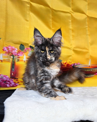 LEGGERE SOTTO Maine Coon Tortie LINEA TOP MONDO