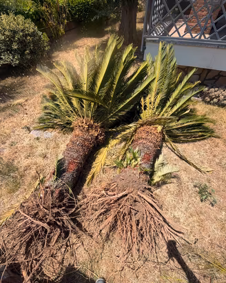 pianta cycas