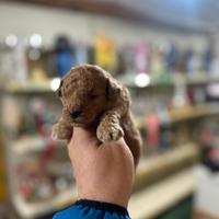 Barboncino cuccioli