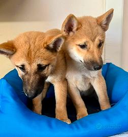 Shiba inu italiani ( cuccioli pronti)