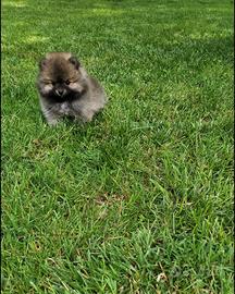 Pomerania - spitz nano tedesco