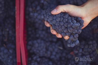 Uva da vino bianca e rossa