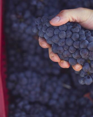 Uva da vino bianca e rossa