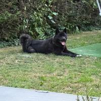 Akita Americano Maschio