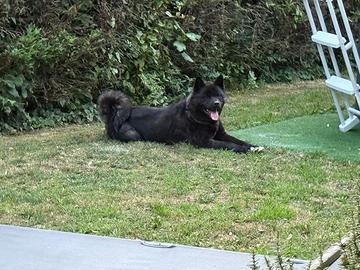 Akita Americano Maschio