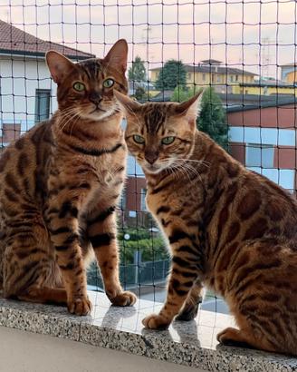 Coppia Bengala Con pedigree (Per allevamento)