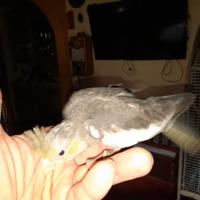 Calopsite allevate a mano