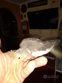 Calopsite allevate a mano