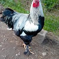Gallo brahma