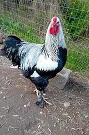 Gallo brahma