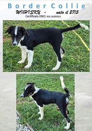 WHISHY BORDER COLLIE con PEDIGREE