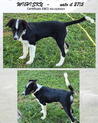 WHISHY BORDER COLLIE con PEDIGREE
