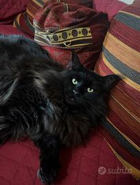 Gatto Maine coon