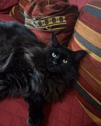 Gatto Maine coon