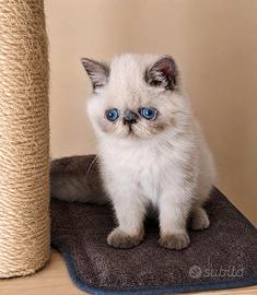 Cucciolo Exotic Shorthair