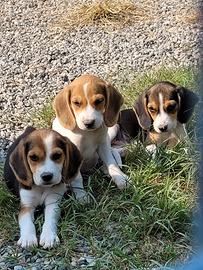 Cuccioli Beagle tricolore