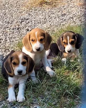 Cuccioli Beagle tricolore