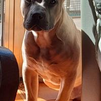 Cucciolo bully standard