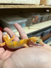 Geco leopardino
