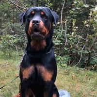 Rottweiler per accoppiamento