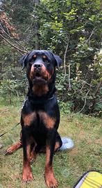 Rottweiler per accoppiamento