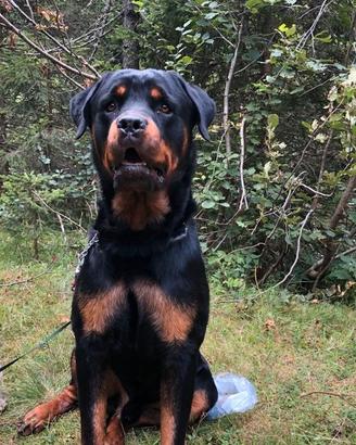 Rottweiler per accoppiamento
