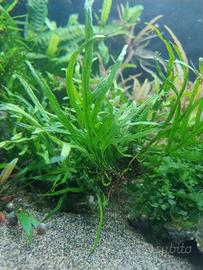 Microsorum pteropus "Windeløv