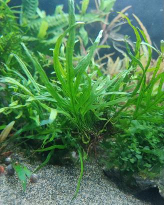 Microsorum pteropus "Windeløv