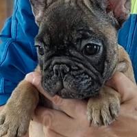 Bouledogue francese