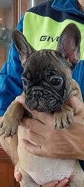 Bouledogue francese