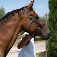 Trottatore americano