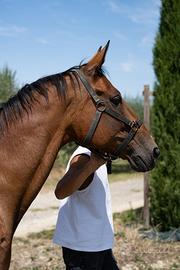 Trottatore americano