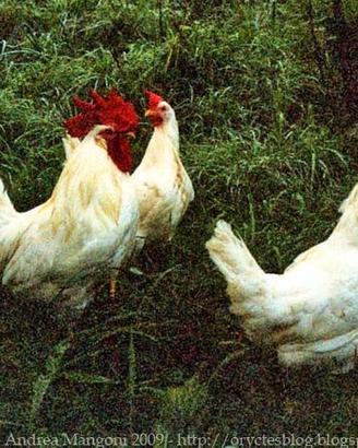 Trio Livornese