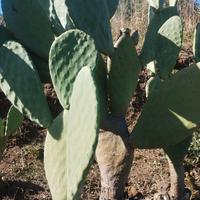 Terreno zona doc dell'Etna