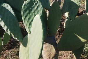 Terreno zona doc dell'Etna