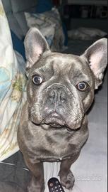 Bulldog Francese da monta