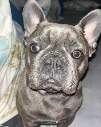 Bulldog Francese da monta
