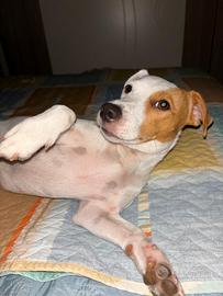 Femmina di jackrussell